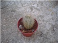 Cleistocactus straussi